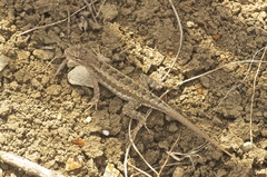 Microlophus occipitalis