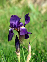 Iris