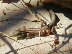 Lacerta strigata