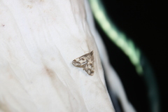 Acentropinae