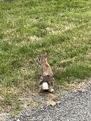 Sylvilagus floridanus