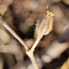 Silene gallica