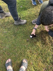 Pedicularis siphonantha