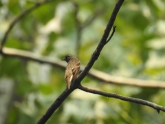 Muscicapa sibirica