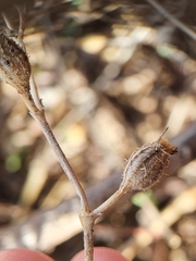 Silene gallica