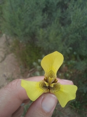 Moraea bellendenii
