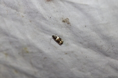 Olethreutes fasciatana