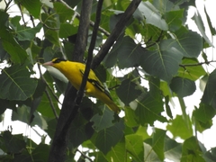Oriolus chinensis