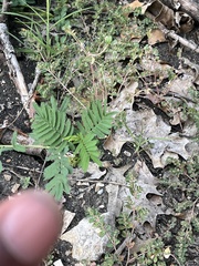 Desmanthus leptolobus