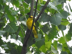 Oriolus chinensis