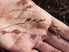 Silene gallica