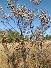 Vernonia noveboracensis
