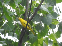 Oriolus chinensis