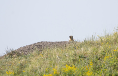Marmota bobak