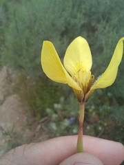 Moraea bellendenii