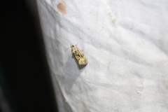 Gymnandrosoma punctidiscanum