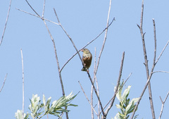 Emberiza hortulana