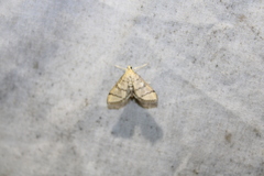Blepharomastix ranalis