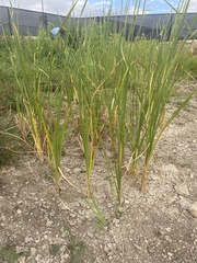 Typha domingensis
