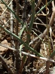 Stephanomeria pauciflora