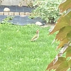 Picus viridis