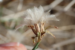 Stephanomeria pauciflora