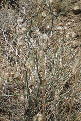 Stephanomeria pauciflora