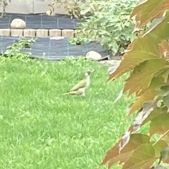 Picus viridis