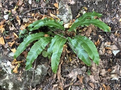 Asplenium scolopendrium scolopendrium