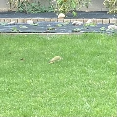 Picus viridis