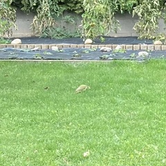 Picus viridis