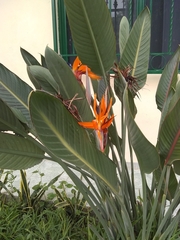 Strelitzia