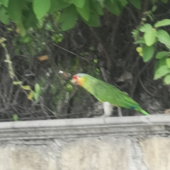 Amazona autumnalis