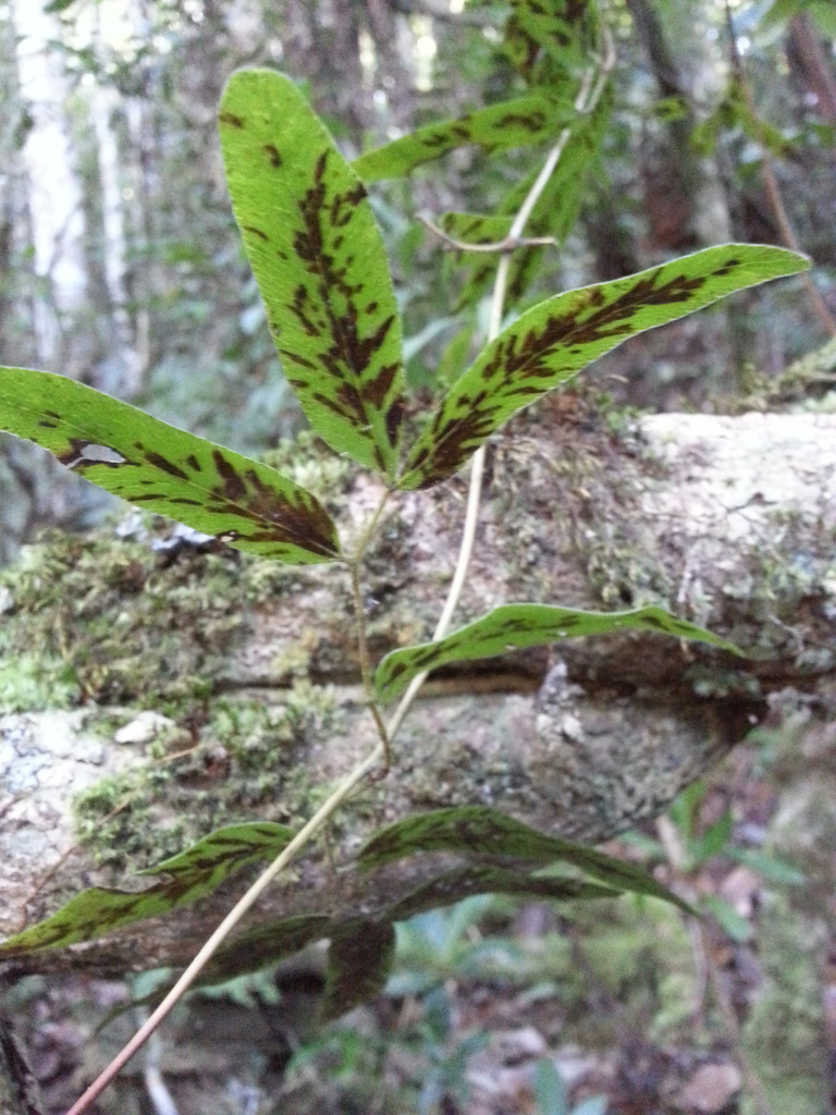 Lygodium lanceolatum