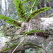 Lygodium lanceolatum - Photo (c) Steven Bachman, some rights reserved (CC BY), uploaded by Steven Bachman