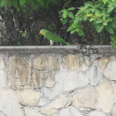 Amazona autumnalis