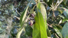 Lithocarpus edulis