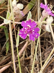 Allionia choisyi