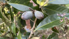 Lithocarpus edulis