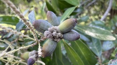 Lithocarpus edulis