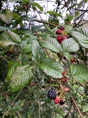 Rubus glaucus