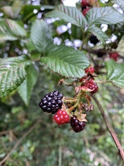 Rubus glaucus