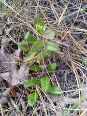 Crocanthemum carolinianum