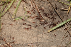 Pogonomyrmex badius