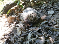 Erinaceus roumanicus