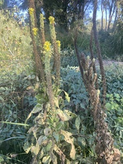 Verbascum thapsus