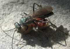 Auplopus architectus