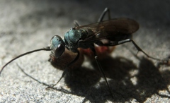 Auplopus architectus