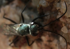 Auplopus architectus