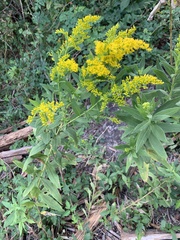 Solidago petiolaris